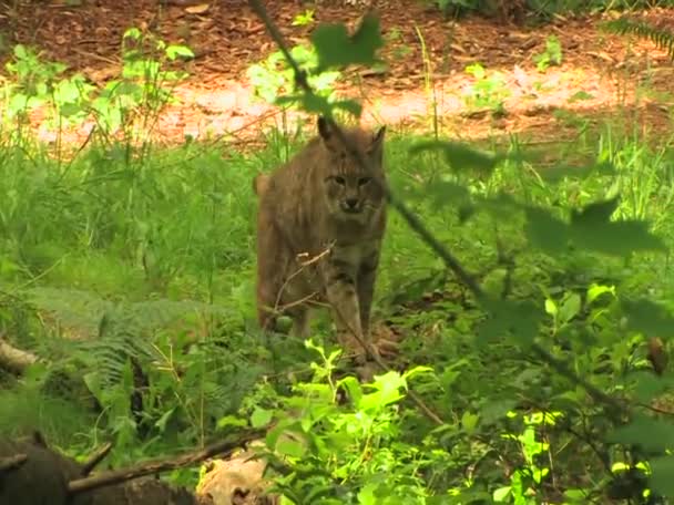 Three bobcats in forest — Stock Video