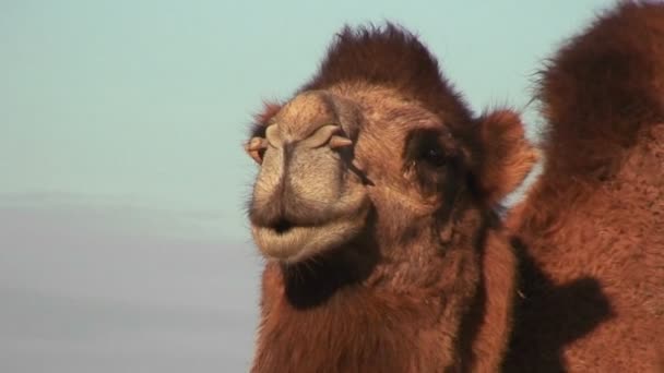 Un camello mira a la cámara — Vídeos de Stock