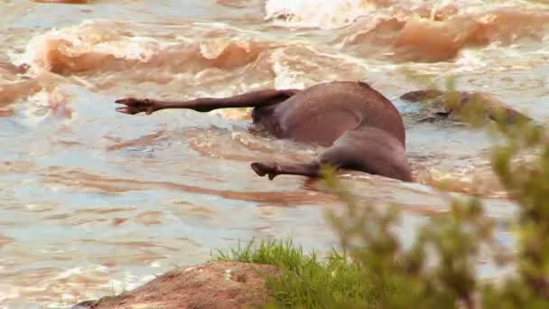 El cadáver podrido de un ñu en el río — Vídeo de stock