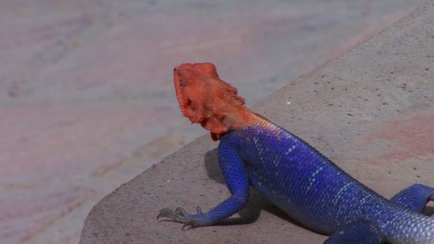 Червона і синя ящірка на скелі — стокове відео