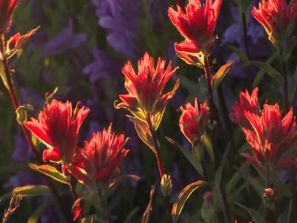 Multi colored flowers — Stock Video