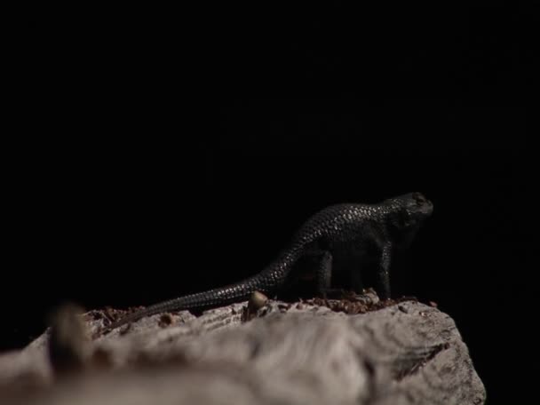 Um lagarto aparece fazendo flexões — Vídeo de Stock