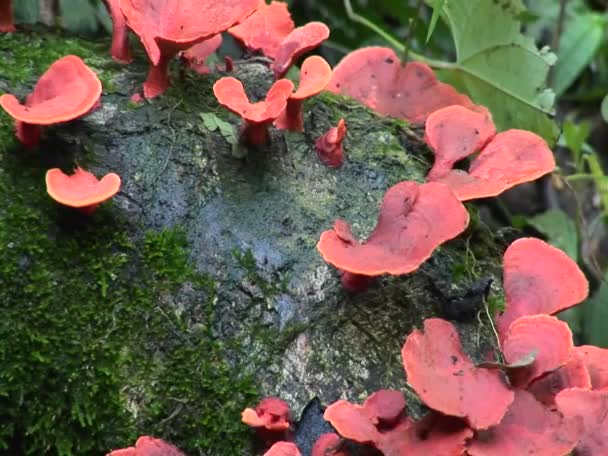 Ein roter Pilz wächst auf Baumstämmen — Stockvideo