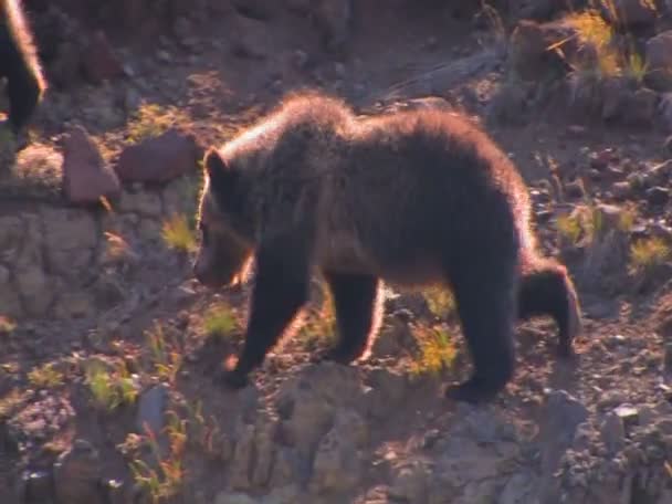 Unga bear cubs promenad — Stockvideo