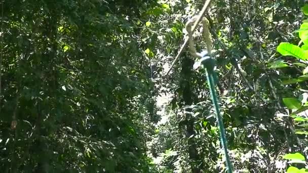 Muž ziplines tropickým pralesem — Stock video