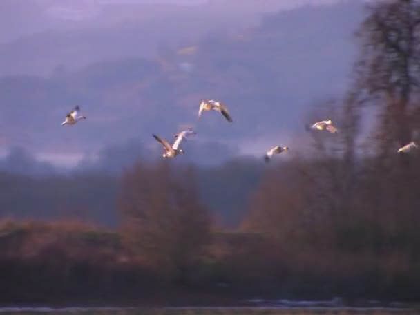 White birds fly over water and mountains — Stock Video