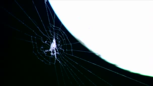 Uma aranha constrói uma teia — Vídeo de Stock