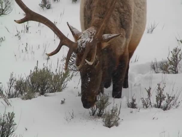 麋鹿在雪地里吃草 — 图库视频影像