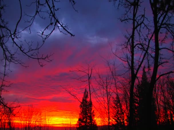 Una puesta de sol multicolor detrás de la silueta de los árboles . — Vídeos de Stock