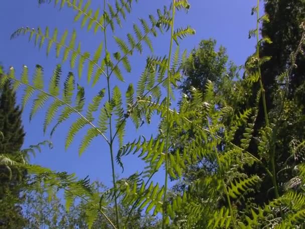 Lichte zonlicht valt op een fern — Stockvideo