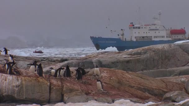 El buque flota entre icebergs — Vídeos de Stock