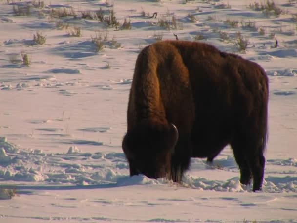 Bison buffalo grazen in sneeuw — Stockvideo