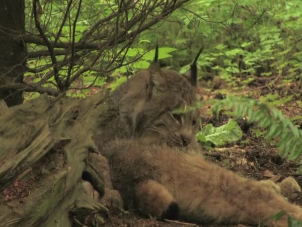 Ένα bobcat γλείφεται — Αρχείο Βίντεο