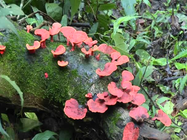 Červené houba roste na log — Stock video