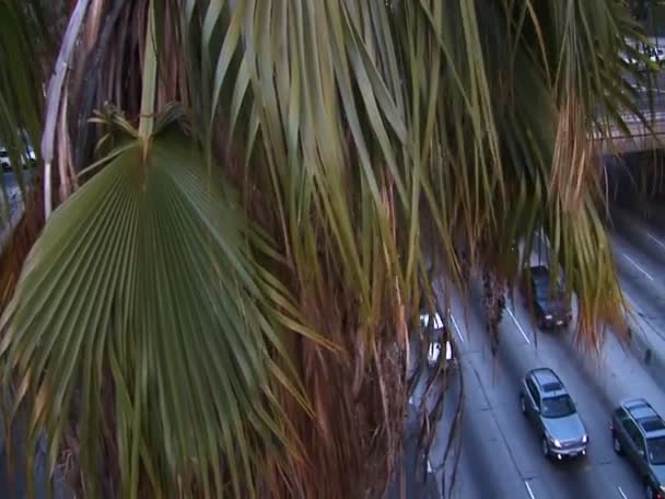 高大的棕榈树织机在繁忙的高速公路 — 图库视频影像