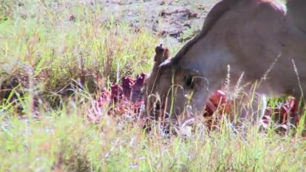 Lion mange proie — Video