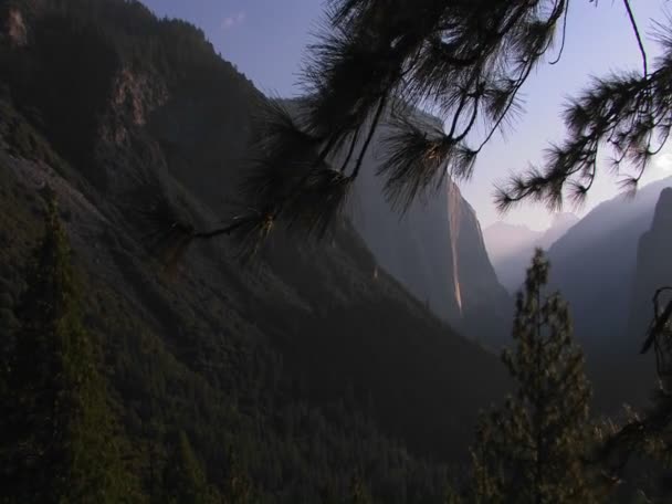 Pine trees stand at the edge of a hillside — Stock Video