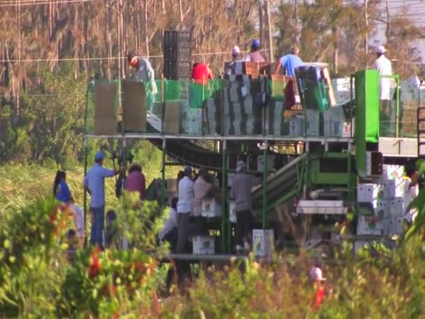 Lavoratori agricoli messicani — Video Stock