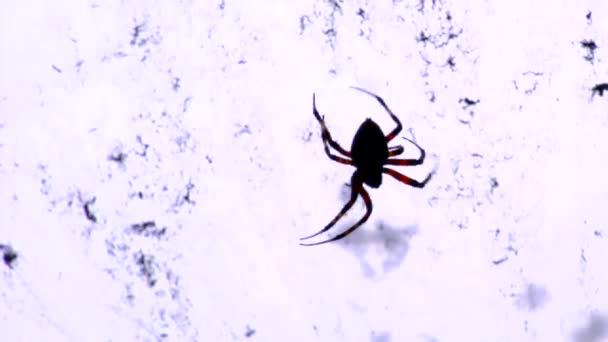 Een zwarte weduwe spin — Stockvideo