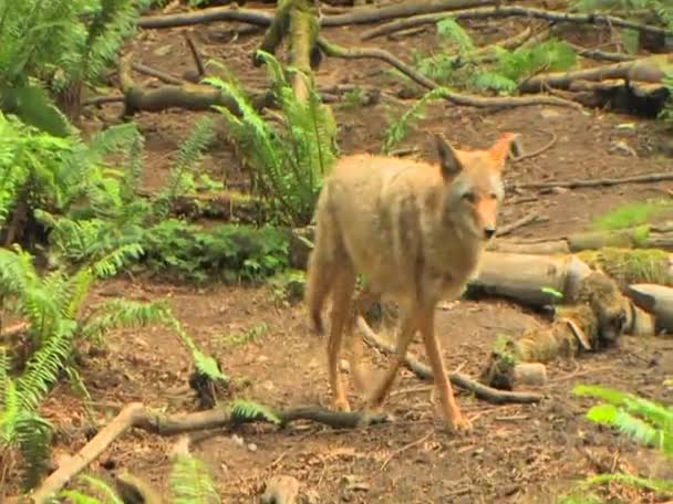 A coyote in a forest at day. — Stock Video