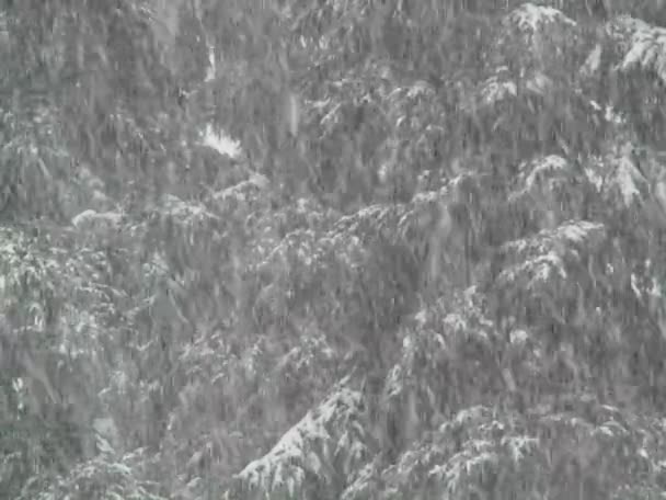 Neve pesada cai em uma floresta . — Vídeo de Stock