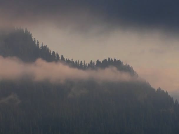 Nubes cubren pinos — Vídeos de Stock