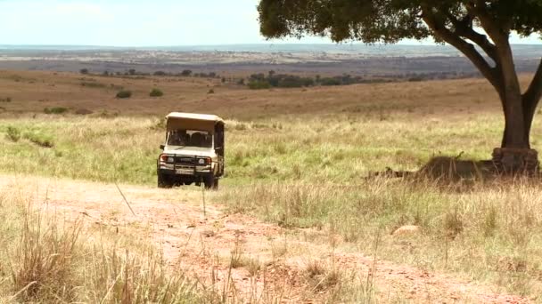 Veículo safari nas planícies — Vídeo de Stock