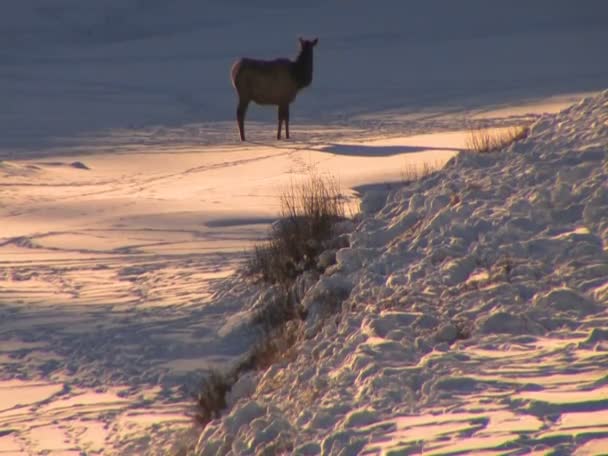 Elk stojí ve vzdálenosti — Stock video