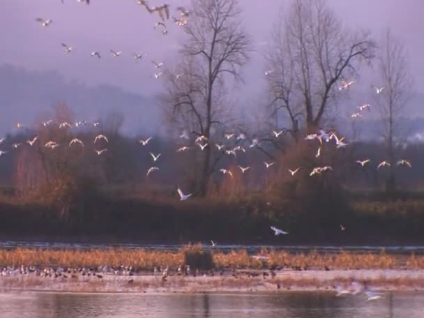 白鸟飞过水 — 图库视频影像