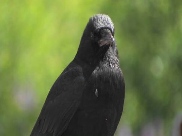 En svart fågel på dagen. — Stockvideo