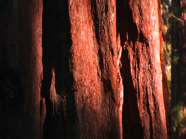 The bark of a pacific old grove tree — Stock Video