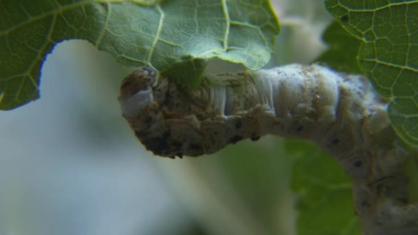 Гусениця їсть лист — стокове відео