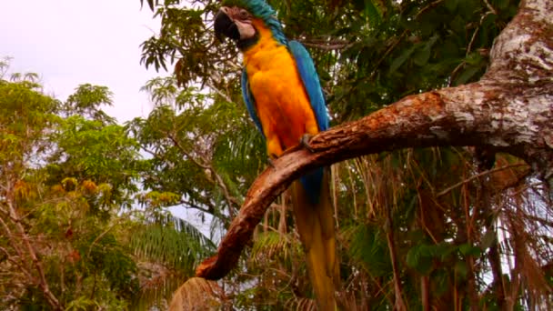 Un perroquet est assis dans un arbre — Video