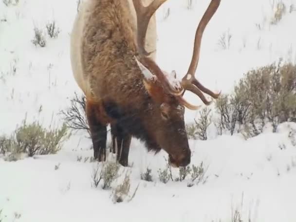 Elk horzsolások a hóban — Stock videók