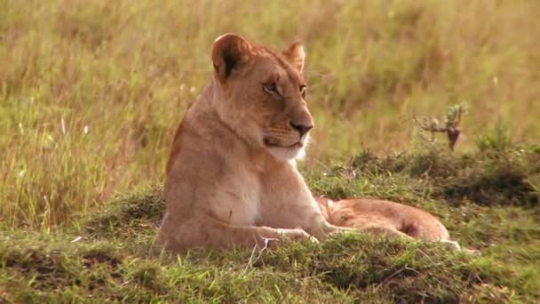 Female lion looks alertly — Stock Video