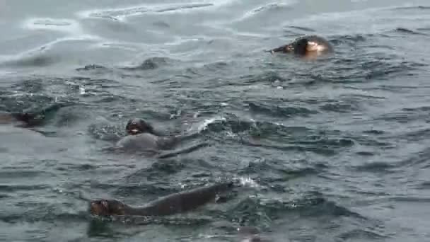 Тюлени плавают в океане — стоковое видео