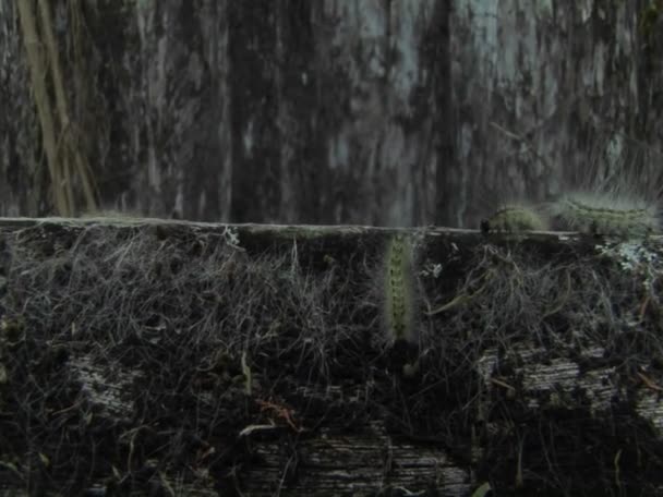 Plusieurs chenilles se déplacent — Video