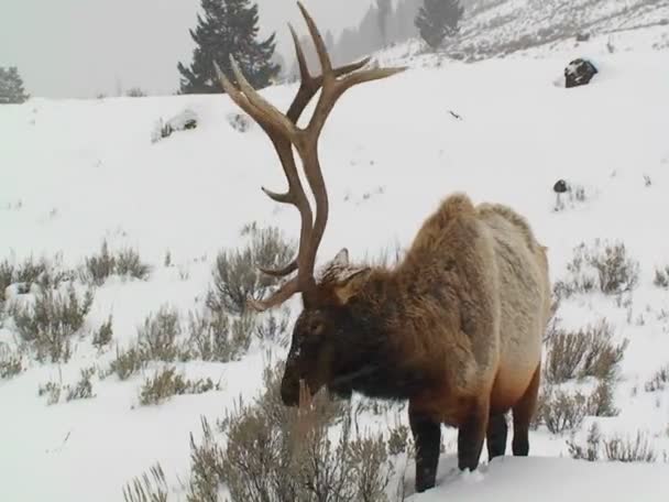 El alce roza en la nieve — Vídeos de Stock