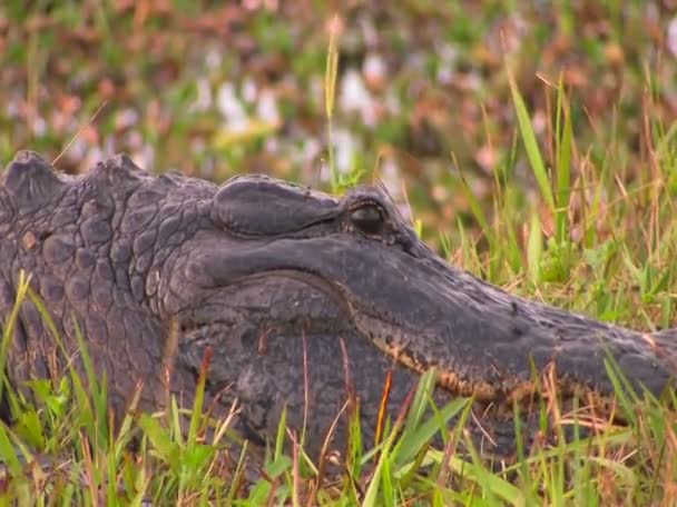Alligator berust in gras. — Stockvideo