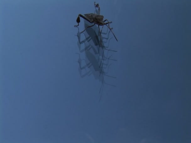 Böceği cam üzerinde yürüyor — Stok video