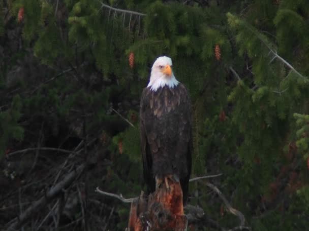 Aquila calva americana — Video Stock