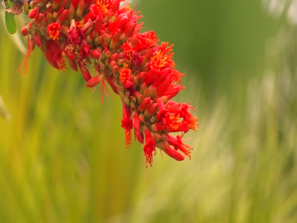 Röda blommor flytta i en vind — Stockvideo