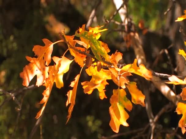 Autumn leaves from an oak tree — Stock Video