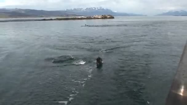 Дельфины играют в воде — стоковое видео