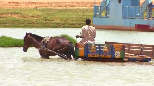 Man rides horse pulling cart — Stock Video