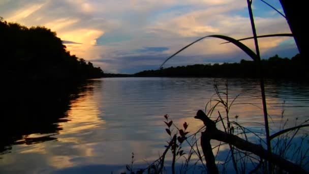 Закат вдоль реки Амазонки — стоковое видео