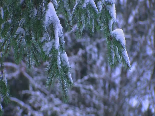 Βελόνες πεύκων, καλυμμένο με χιόνι — Αρχείο Βίντεο