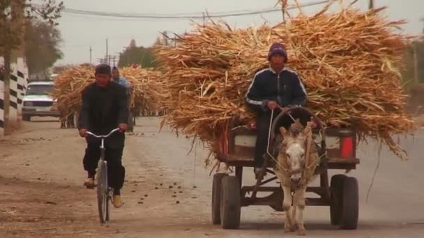 A donkey carts travels on a road — Stock Video