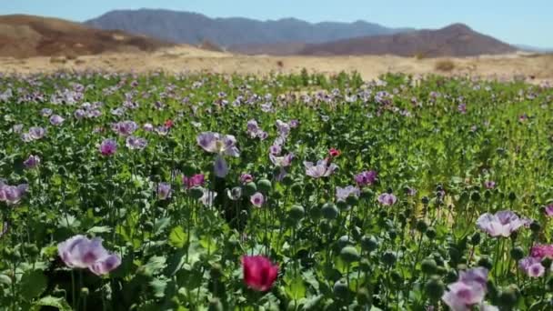 Coquelicots d'opium poussant dans les champs — Video