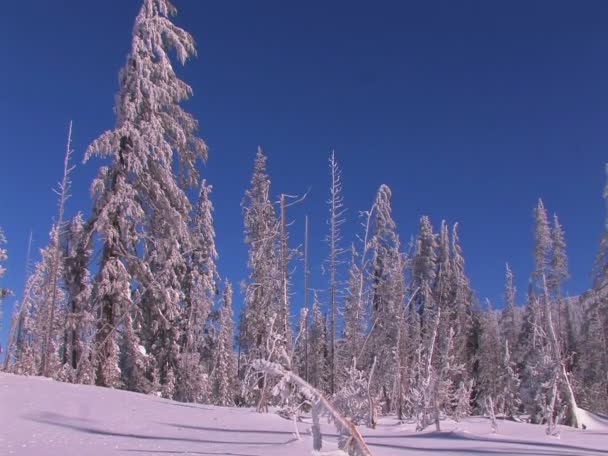 En snowscape med vinter träd täcks av snö. — Stockvideo